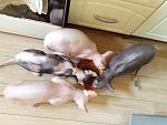     
: IMG_20140614_170428.jpg
: 7
:	113.2 
ID:	8293877