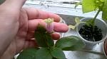     
: IMG_00001298.jpg
: 6
:	85.5 
ID:	8295276