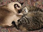     
: x_7439910f.jpg
: 30
:	83.1 
ID:	829631