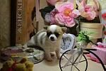     
: DSC_0816.jpg
: 30
:	110.2 
ID:	8300876
