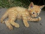     
: 20140605_135732.jpg
: 24
:	196.6 
ID:	8304517