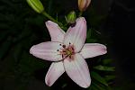     
: DSC_0475.jpg
: 6
:	57.8 
ID:	8305566