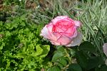     
: DSC_0491.jpg
: 6
:	116.7 
ID:	8305579