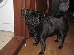     
: IMG_0246.jpg
: 20
:	120.9 
ID:	8312099