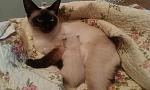    
: uploadfromtaptalk1403268674615.jpg
: 10
:	43.7 
ID:	8316946