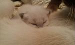     
: uploadfromtaptalk1403268713950.jpg
: 11
:	28.4 
ID:	8316952