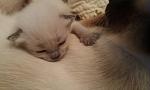     
: uploadfromtaptalk1403268722830.jpg
: 11
:	32.3 
ID:	8316954