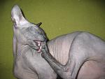     
: IMG_6998.jpg
: 14
:	136.2 
ID:	831943