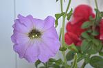     
: DSC_5598.jpg
: 9
:	64.8 
ID:	8324049
