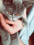     
: Пепельная деву&#10.jpg
: 8
:	148.8 
ID:	8326958