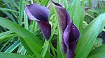     
: DSC05359.JPG
: 13
:	195.0 
ID:	8327381
