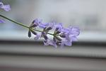     
: DSC_5627.jpg
: 8
:	51.5 
ID:	8336306