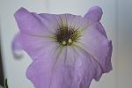     
: DSC_5619.jpg
: 6
:	51.0 
ID:	8336308