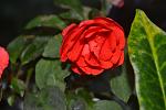     
: DSC_5622.jpg
: 5
:	83.2 
ID:	8336313