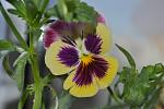     
: DSC_5625.jpg
: 5
:	81.0 
ID:	8336314