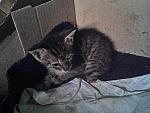     
: кот1.jpg
: 9
:	149.4 
ID:	8342793