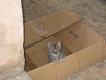     
: IMG_8699.jpg
: 12
:	108.3 
ID:	8350123