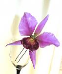     
:  2014 045.jpg
: 12
:	54.8 
ID:	8350673