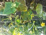     
: 20140701_173911.jpg
: 19
:	252.5 
ID:	8363670