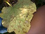     
: 20140701_185530.jpg
: 13
:	147.8 
ID:	8363677