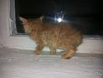     
: 20140704_180326.jpg
: 4
:	97.0 
ID:	8375961