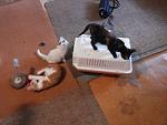    
: 20140707_184842.jpg
: 5
:	127.4 
ID:	8386525