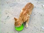     
: 080720141503.jpg
: 12
:	188.1 
ID:	8393524