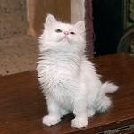     
: DSC_0222.jpg
: 2
:	79.3 
ID:	8398323