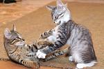     
: DSC_0195.jpg
: 4
:	133.7 
ID:	8398346