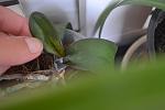     
: DSC_5636.jpg
: 16
:	61.5 
ID:	8398891