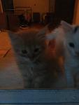     
: 20140711_205139.jpg
: 13
:	51.8 
ID:	8406887