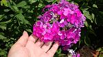     
: DSC05490.JPG
: 4
:	220.7 
ID:	8413678