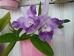     
: P7033680.jpg
: 16
:	92.8 
ID:	8421758