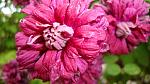     
: DSC05505.JPG
: 4
:	199.9 
ID:	8421896