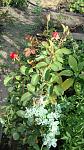     
: DSC05511.jpg
: 5
:	138.5 
ID:	8421912