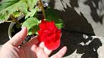     
: DSC05370.JPG
: 10
:	204.0 
ID:	8426137