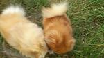     
: DSC_0717.jpg
: 13
:	92.0 
ID:	8429023