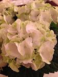     
: 2013-09-22 12.06.42.jpg
: 27
:	77.3 
ID:	8429490