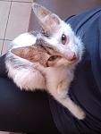     
: мышуля.jpg
: 12
:	51.7 
ID:	8437242