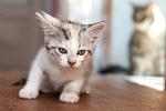    
: DSC_0684.jpg
: 9
:	40.7 
ID:	8444712