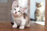     
: DSC_0686.jpg
: 8
:	41.8 
ID:	8444713