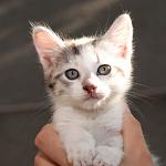    
: DSC_0694.jpg
: 5
:	55.7 
ID:	8444714