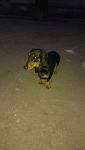     
: rGgw1iIeh8U.jpg
: 15
:	42.9 
ID:	8454910