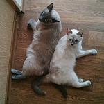    
: 2014-07-24 10.53.20 1.jpg
: 18
:	133.0 
ID:	8456500