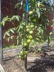     
: IMG_20140725_120646.jpg
: 44
:	153.5 
ID:	8460848