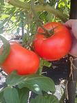     
: IMG_20140725_122109.jpg
: 17
:	82.5 
ID:	8460859
