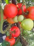     
: IMG_20140725_122134.jpg
: 49
:	92.3 
ID:	8460860