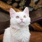     
: DSC_0768.jpg
: 5
:	63.7 
ID:	8467886