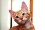     
: DSC_0716.jpg
: 8
:	42.5 
ID:	8468070