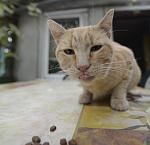     
: _DSC4084.jpg
: 14
:	72.5 
ID:	8474855
